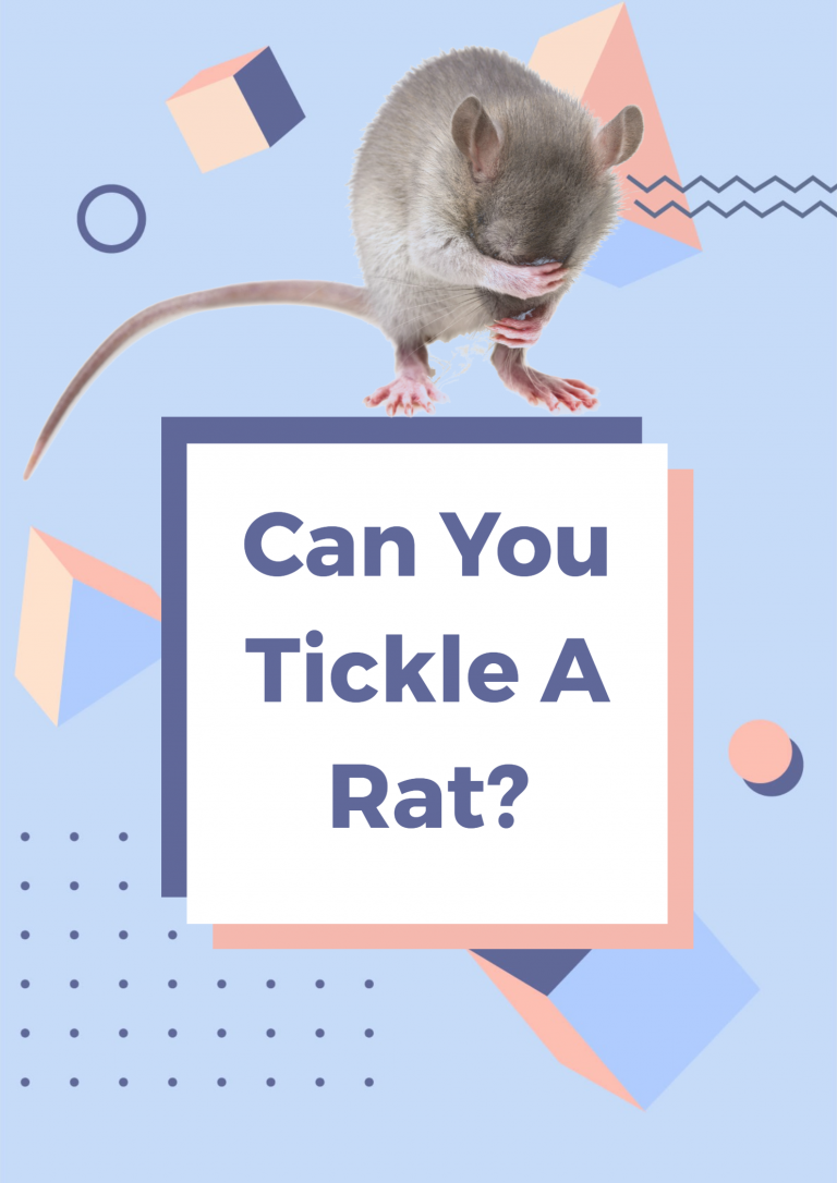 Tickle A Rat – Solar Energy and Power